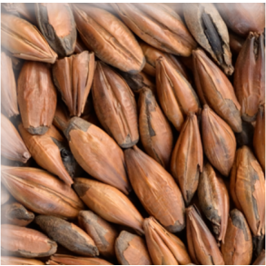 Castle Malting Chocolate Light Malt