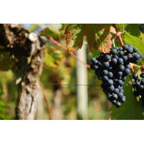 Frugtvin s�t til egne b�r (4x25l)