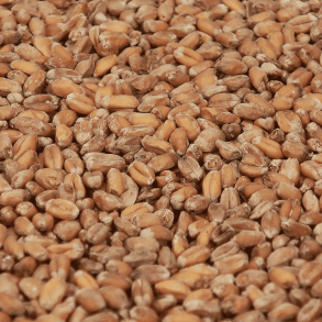 Crisp malting Torrified Hvede (ikke maltet)