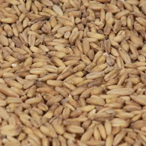 Castle Malting Raw Oats